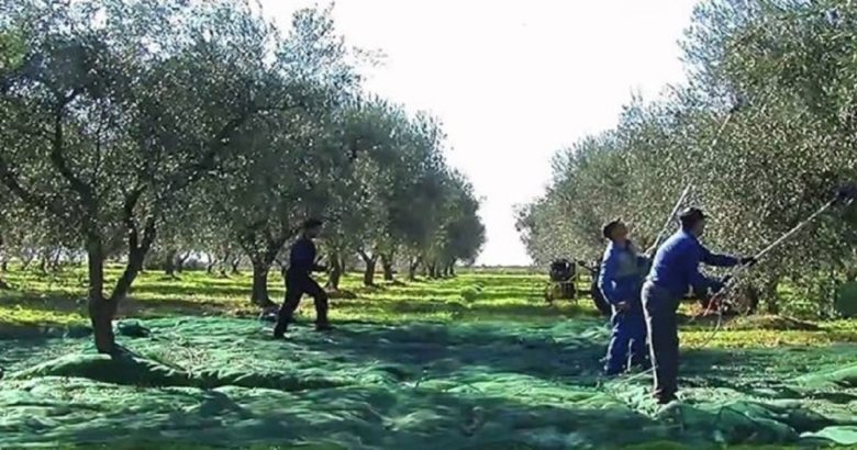 immigrati raccolte olive