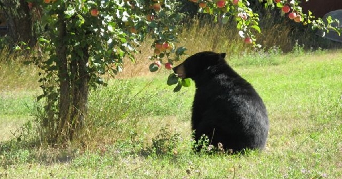 Le mele per salvare l'orso bruno marsicano, parte l'iniziativa