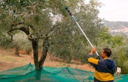 raccolta olive abbacchiatore