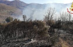 INCENDIO, Bruciati, bosco, macchia mediterranea