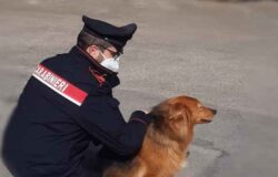 Cane smarrito ritrovato carabinieri