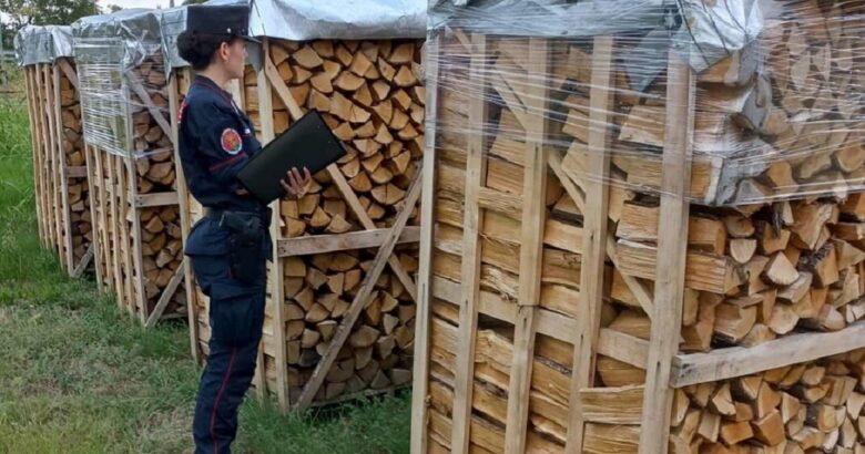 CRONACA - Taglia abusivamente un bosco per vendere legna da ardere